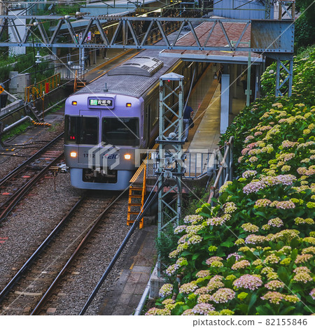 Keio Line and Hydrangea Keio Line and Hydrangea 82155846