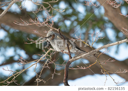 Bulbul and tree waiting for spring 82156135