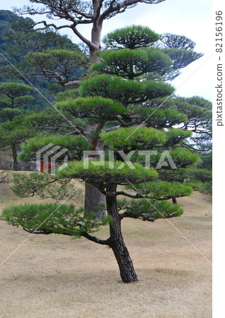 Beautifully pruned pine trees (Sengan-en / Kagoshima City, Kagoshima Prefecture) 82156196