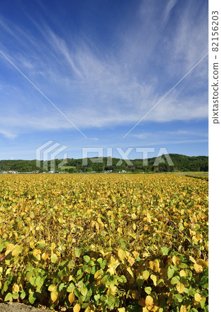 拍攝北海道江差町葉黃果實成熟的大豆田風光 拍攝北海道江差町葉黃果實成熟的大豆田風光 82156203