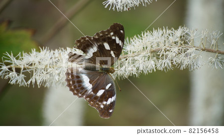 Nectar of Actaea simplex, female of Argynnis sagana Nectar of Actaea simplex, female of Argynnis sagana 82156458