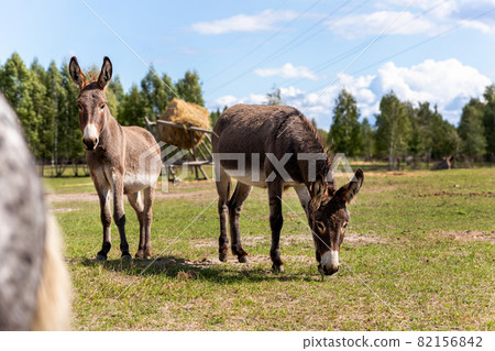 Portrait of two shy fluffy curious funny domestic cute hungry donkeys stand at countryside farm barnyard asking for treat against green grass field. Many animals at country rural paddock Portrait of two shy fluffy curious funny domestic cute hungry donkeys stand at countryside farm barnyard asking for treat against green grass field. Many animals at country rural paddock 82156842