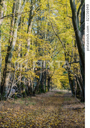 Autumn forest. Autumn in the park. Yellow and red leaves on trees in autumn. A forest road. 82156949