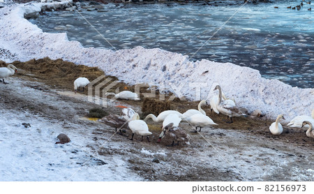 A seascape in winter. Flocks of waterfowl in winter at sea. Seagulls, ducks and swans in the Baltic Sea. 82156973