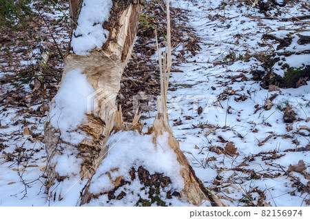 Beavers nibbled the trunk of a tree. Beaver teeth marks on trees. Trees in the forest in winter. Beavers nibbled the trunk of a tree. Beaver teeth marks on trees. Trees in the forest in winter. 82156974