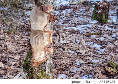 Beavers nibbled the trunk of a tree. Beaver teeth marks on trees. Trees in the forest in winter. 82156985
