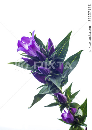 Purple gentian flowers on a white background Purple gentian flowers on a white background 82157128
