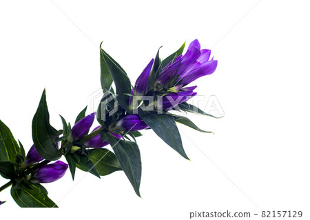 Purple gentian flowers on a white background Purple gentian flowers on a white background 82157129