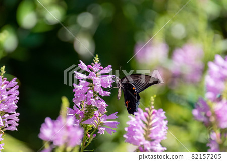 Spangle perching on a flower 82157205