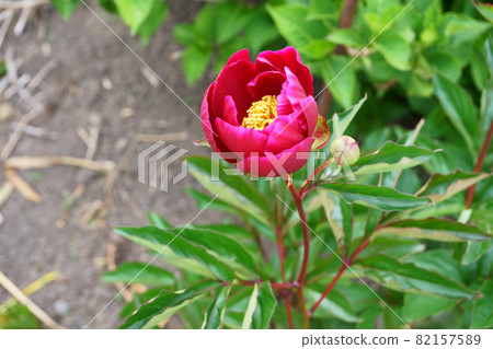 Peony flowers blooming in the garden 82157589