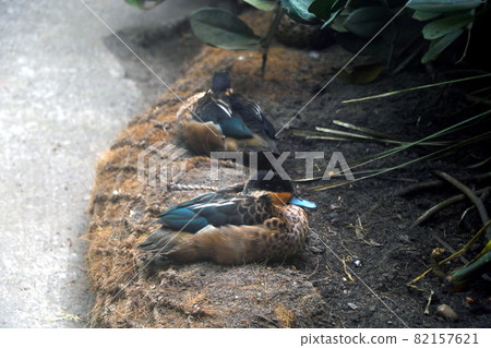 A beautiful little duck sits and watches carefully. 82157621
