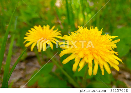 Yellow flowering dandelions in a green meadow. Yellow flowering dandelions in a green meadow. 82157638