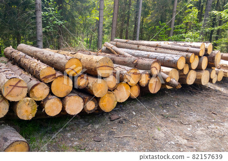 Trunks of felled trees close-up. Deforestation, destruction of nature. Industrial applications. Trunks of felled trees close-up. Deforestation, destruction of nature. Industrial applications. 82157639