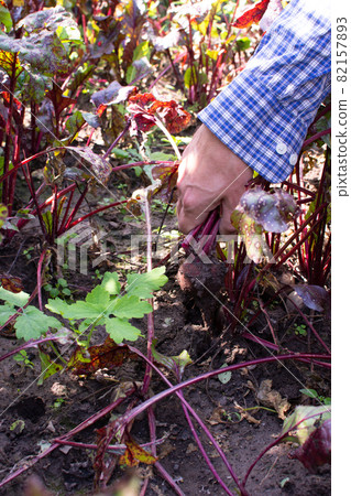 Farmer digs fresh organic beets Farmer digs fresh organic beets 82157893