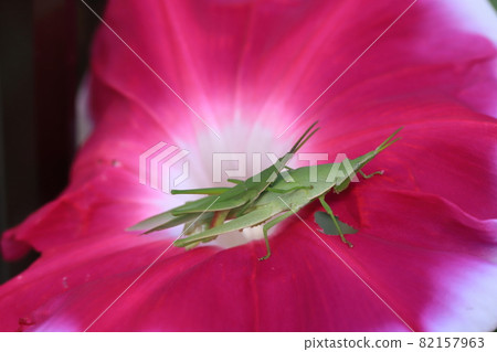 Atractomorpha lata standing still on the morning glory flower 82157963