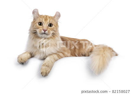 American Curl Longhair cat on white background American Curl Longhair cat on white background 82158027