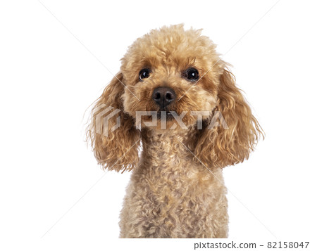 Toy miniature poodle dog on white background 82158047