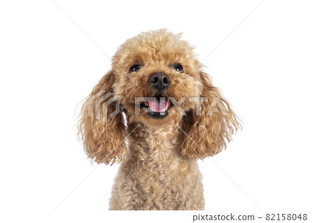 Toy miniature poodle dog on white background 82158048