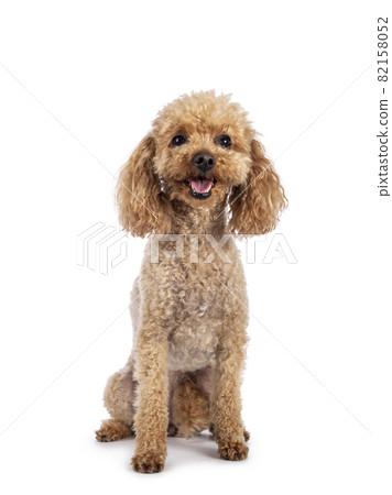 Toy miniature poodle dog on white background 82158052