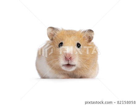 Golden hamster on white background Golden hamster on white background 82158058