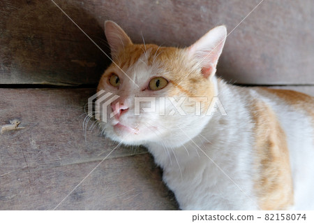 brown cat threateningly opened mouth brown cat threateningly opened mouth 82158074