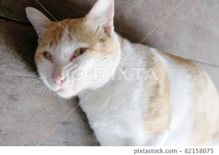 brown cat threateningly opened mouth brown cat threateningly opened mouth 82158075