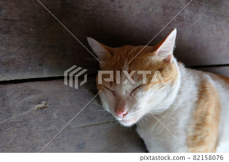 Sleeping Cute Cat Sleeping Cute Cat 82158076