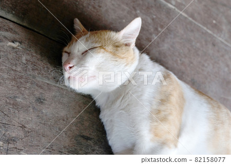 Sleeping Cute Cat Sleeping Cute Cat 82158077