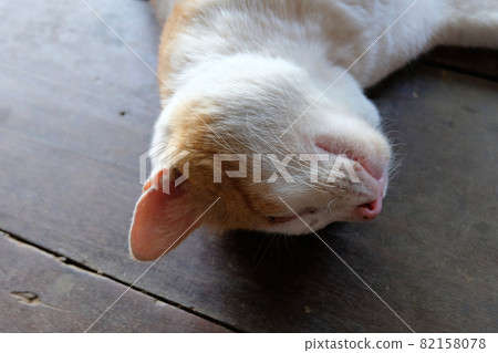 Sleeping Cute Cat Sleeping Cute Cat 82158078