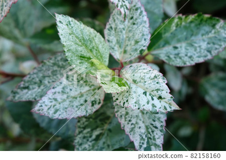 green leave close up green leave close up 82158160