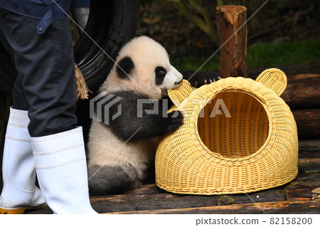 Baby gray panda clinging to a rattan house Baby gray panda clinging to a rattan house 82158200