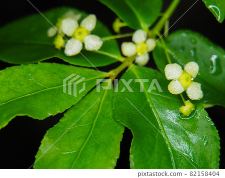 Euonymus blooming on the mountain trail to Oze 82158404