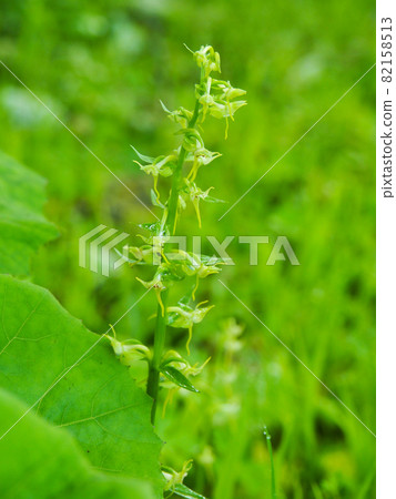 Platanthera mandarino blooming in Ozegahara 82158513