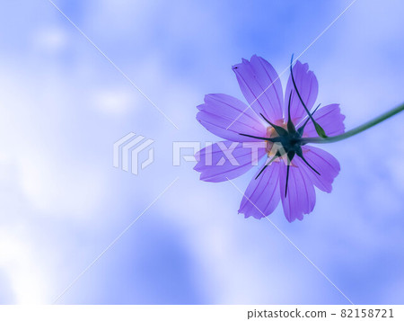 In the cosmos field in early autumn 82158721