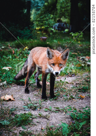 A beautiful young fox walks in the yard of a private house. Selective focus 82158784