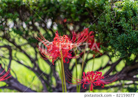 Higanki flower image Higanki flower image 82159077