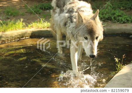 Wolf Wolf 82159079