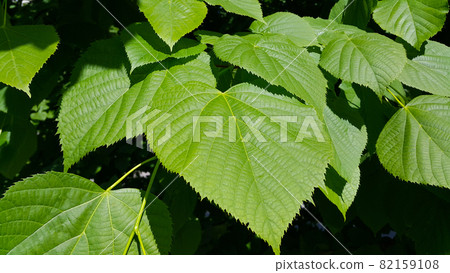 Fresh green leaves of spring linden tree lit by sunlight 82159108