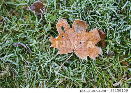 Fallen leaf of maple tree on the grass covered with frost Fallen leaf of maple tree on the grass covered with frost 82159109