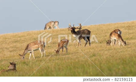 Herd of fallow deer on a meadow with yellow dry grass in rutting season 82159115