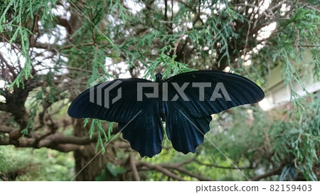 Black butterfly with open wings Black butterfly with open wings 82159403