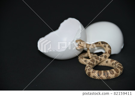 Danger of ambush 82159411