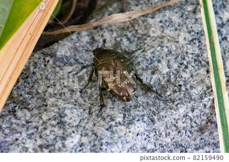 在大阪城爬行的白甲蟲 82159490