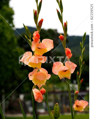 Orange gladiolus flowers, buds and fruits (Kanda Park '21) 82159525