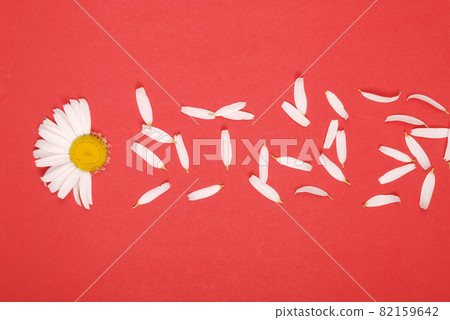 Flowers and petal composition. Chamomile on a red background. 82159642