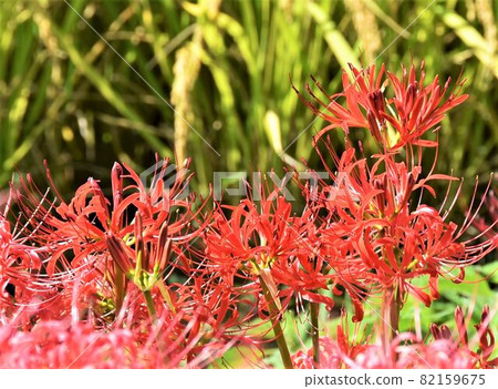 Cluster amaryllis Cluster amaryllis 82159675