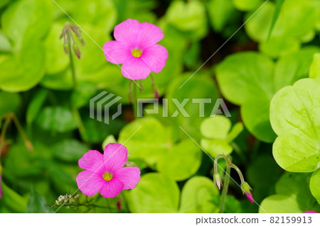 可愛的花 可愛的花 82159913