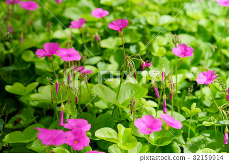 Cute flower 82159914