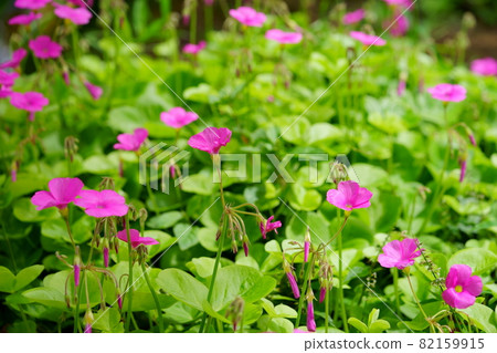 Cute flower Cute flower 82159915