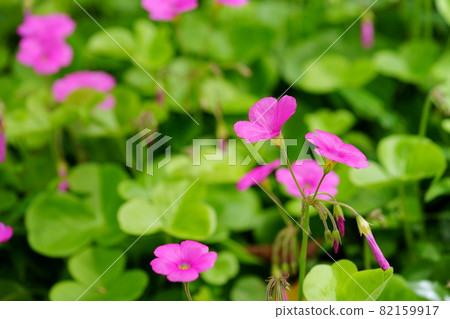 可愛的花 可愛的花 82159917